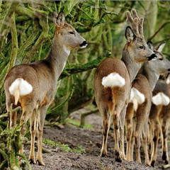 Párosujjú patások