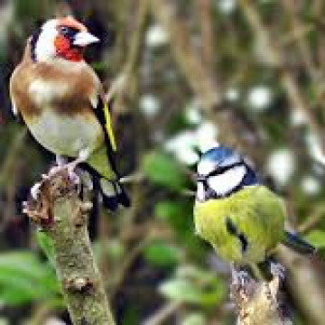 Magyarország madarai