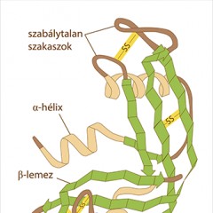 Globuláris fehérjék	